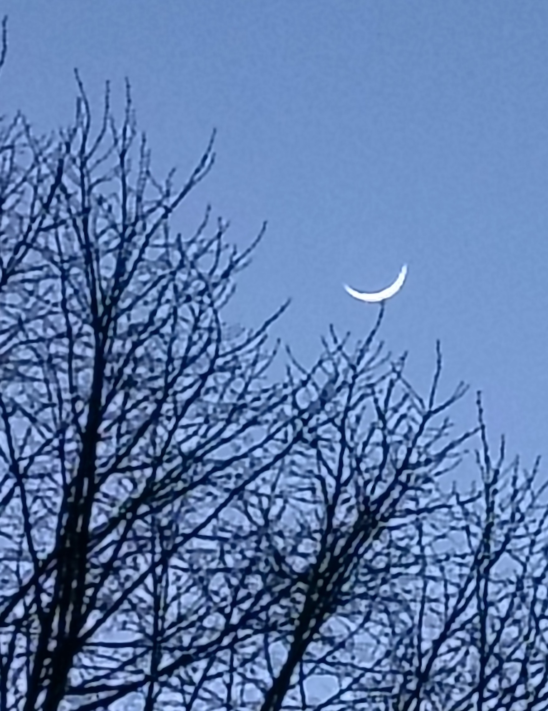 Crescent moon cradled by tree