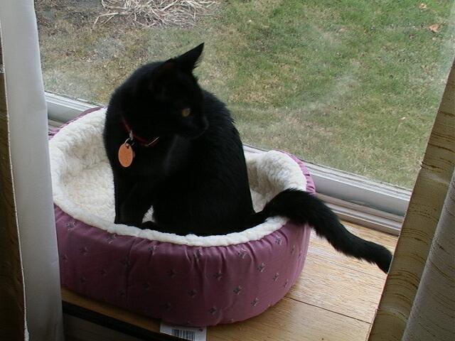 Image of black cat